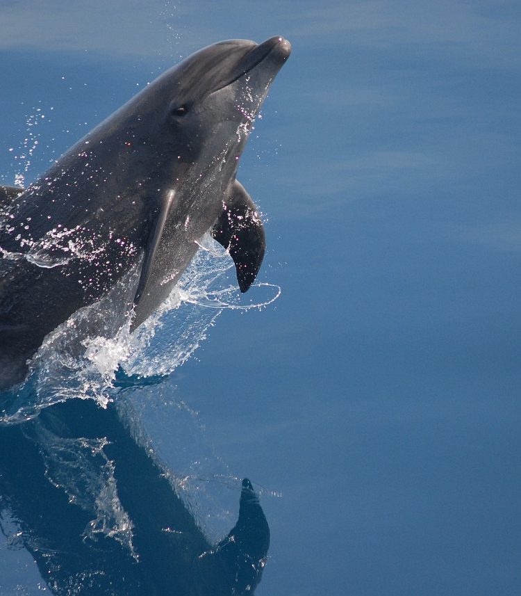 bottlenose dolphin, sea, ocean-79840.jpg