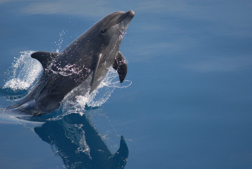 bottlenose dolphin, sea, ocean-79840.jpg