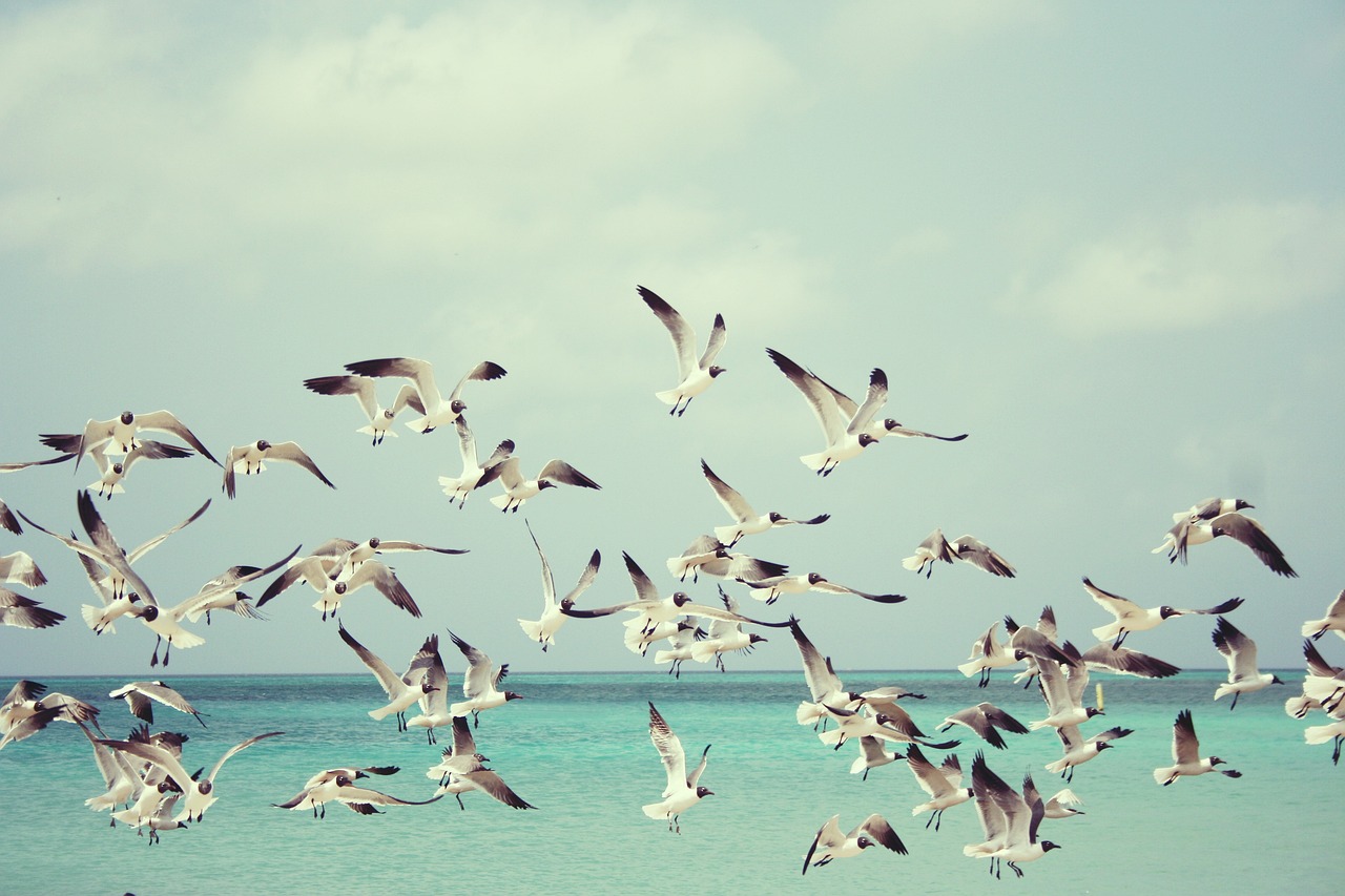 seagulls, flight, flock-815304.jpg